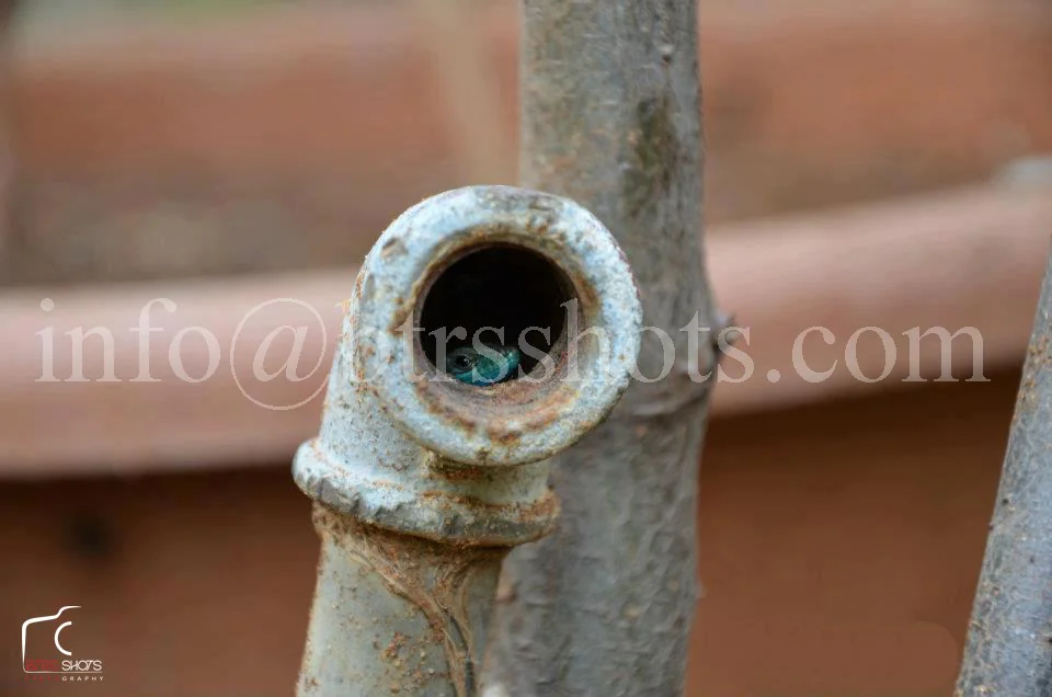 Closeup & Flowers photograph 2