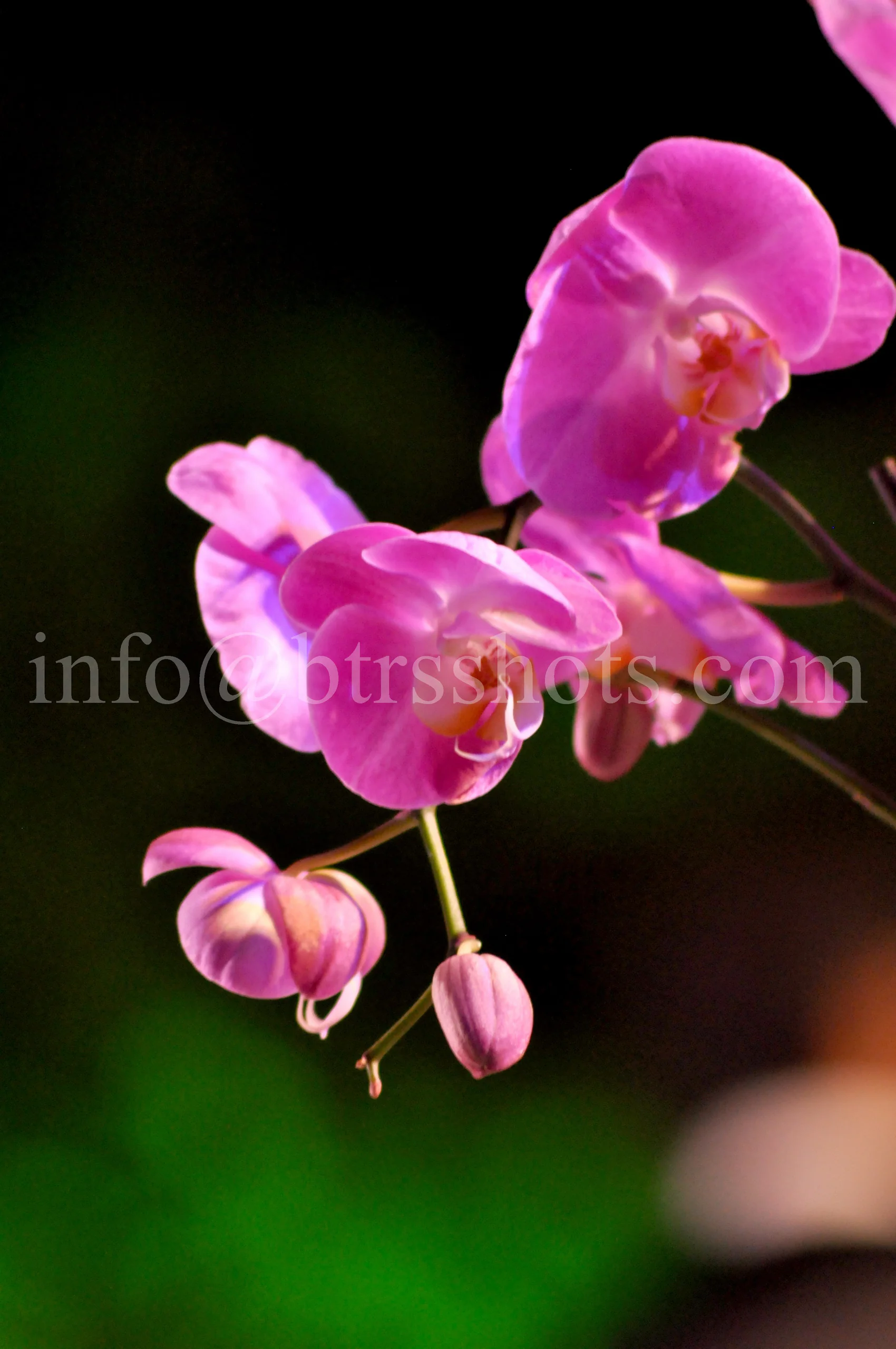 Closeup & Flowers photograph 6