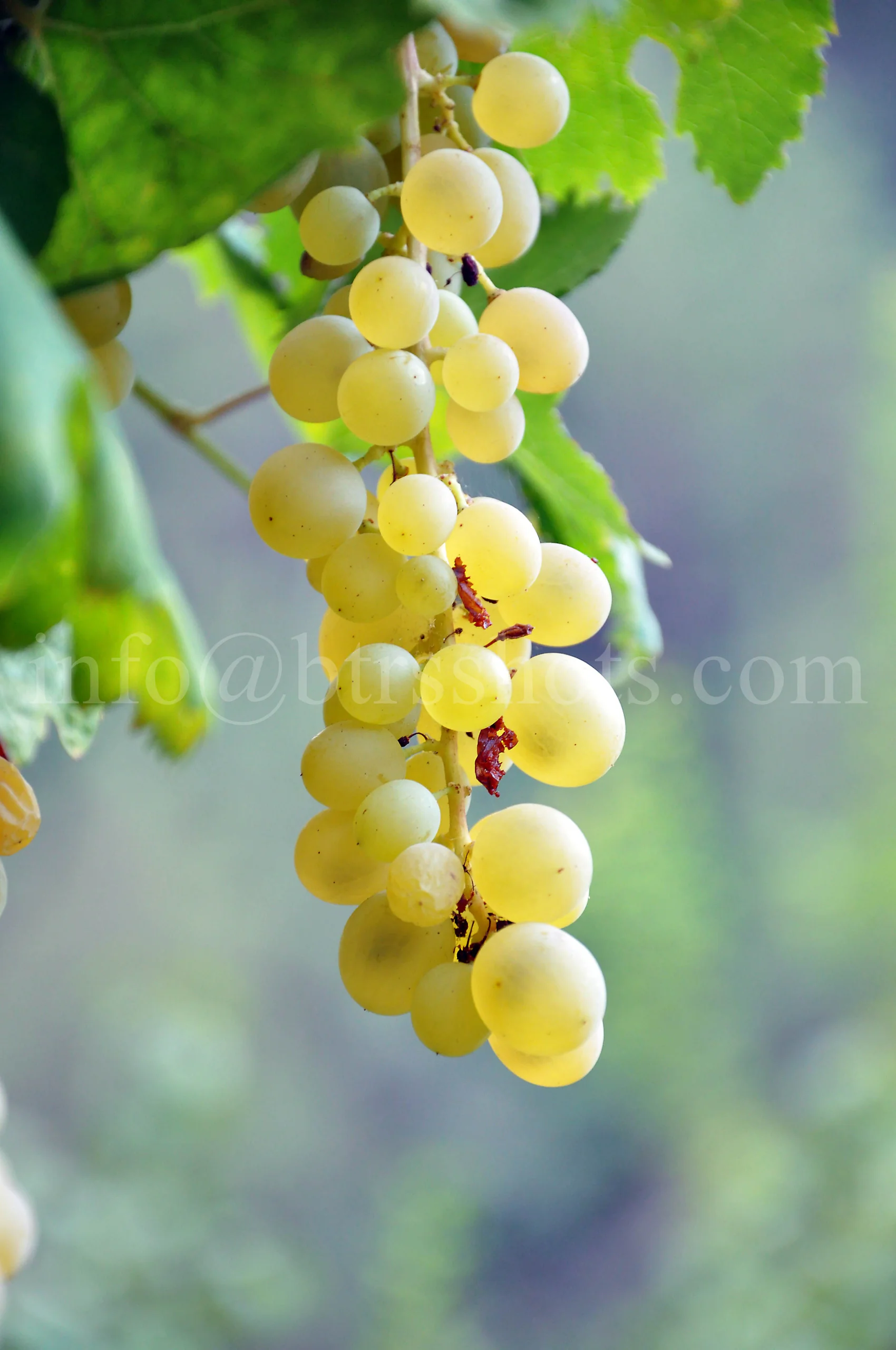 Closeup & Flowers photograph 25