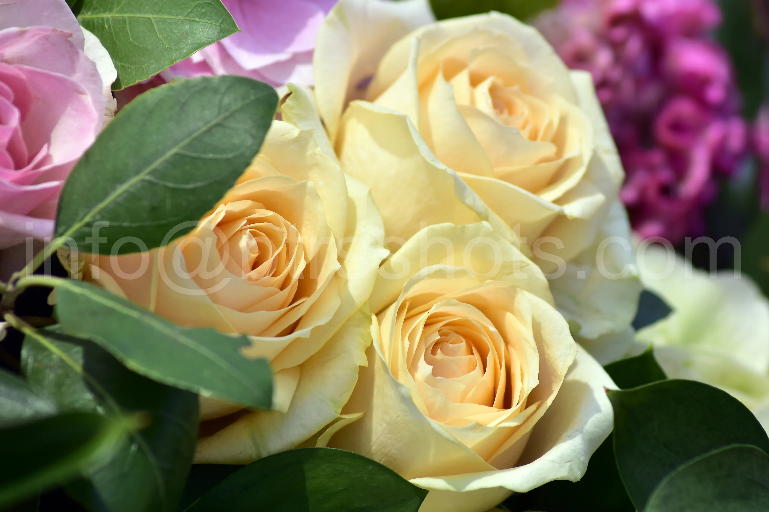 Closeup & Flowers photograph 45