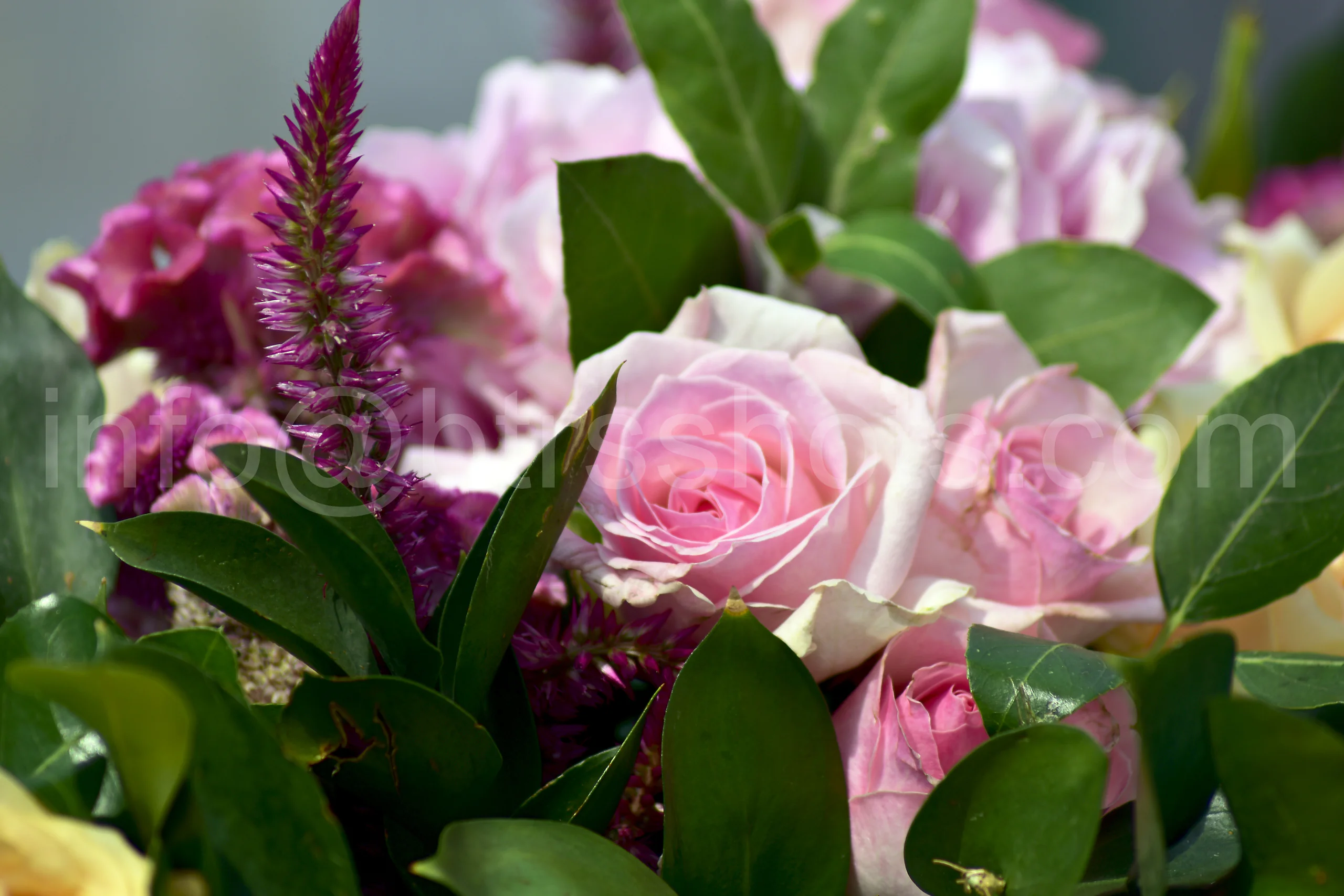 Closeup & Flowers photograph 46