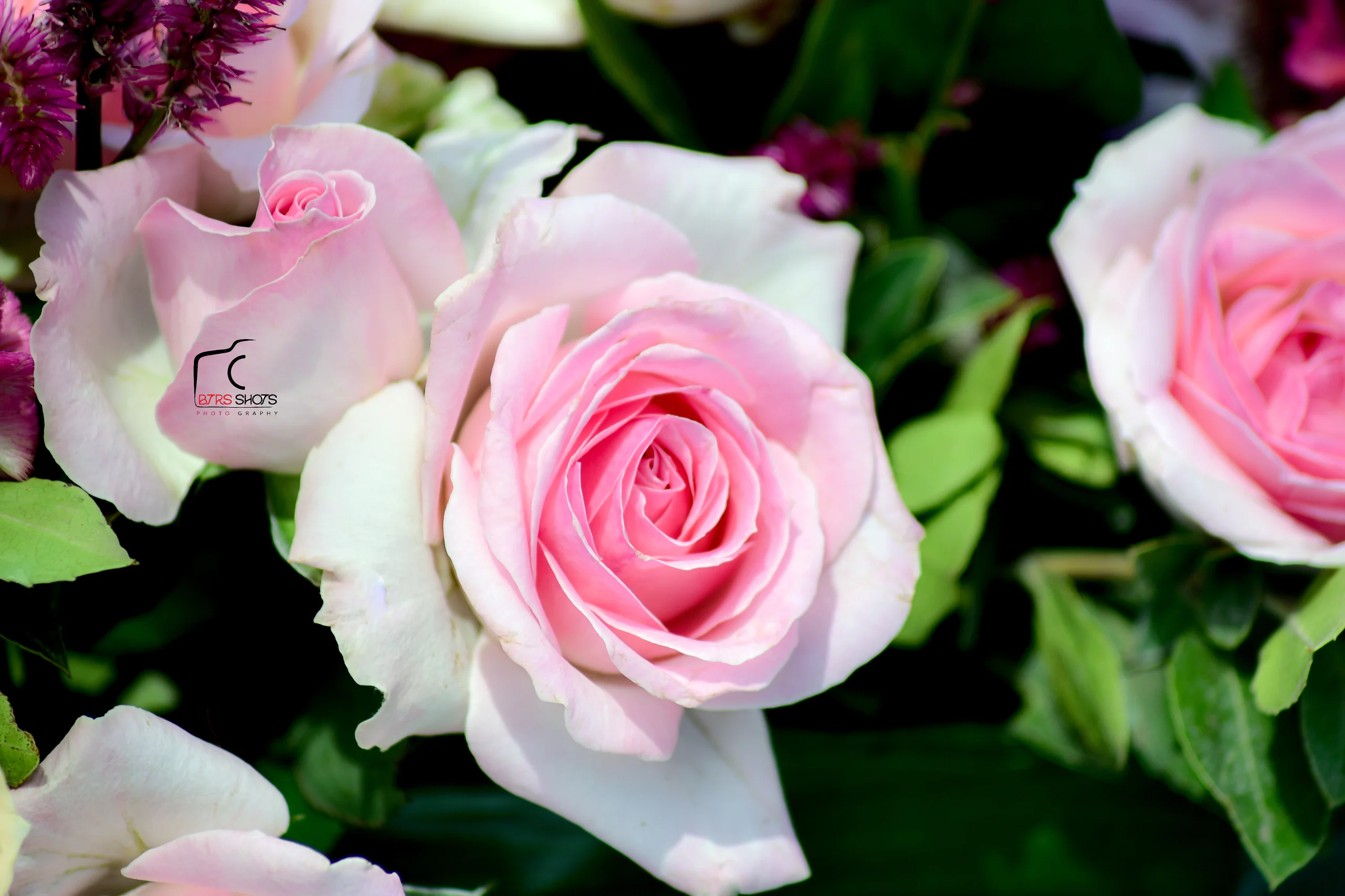 Closeup & Flowers photograph 47