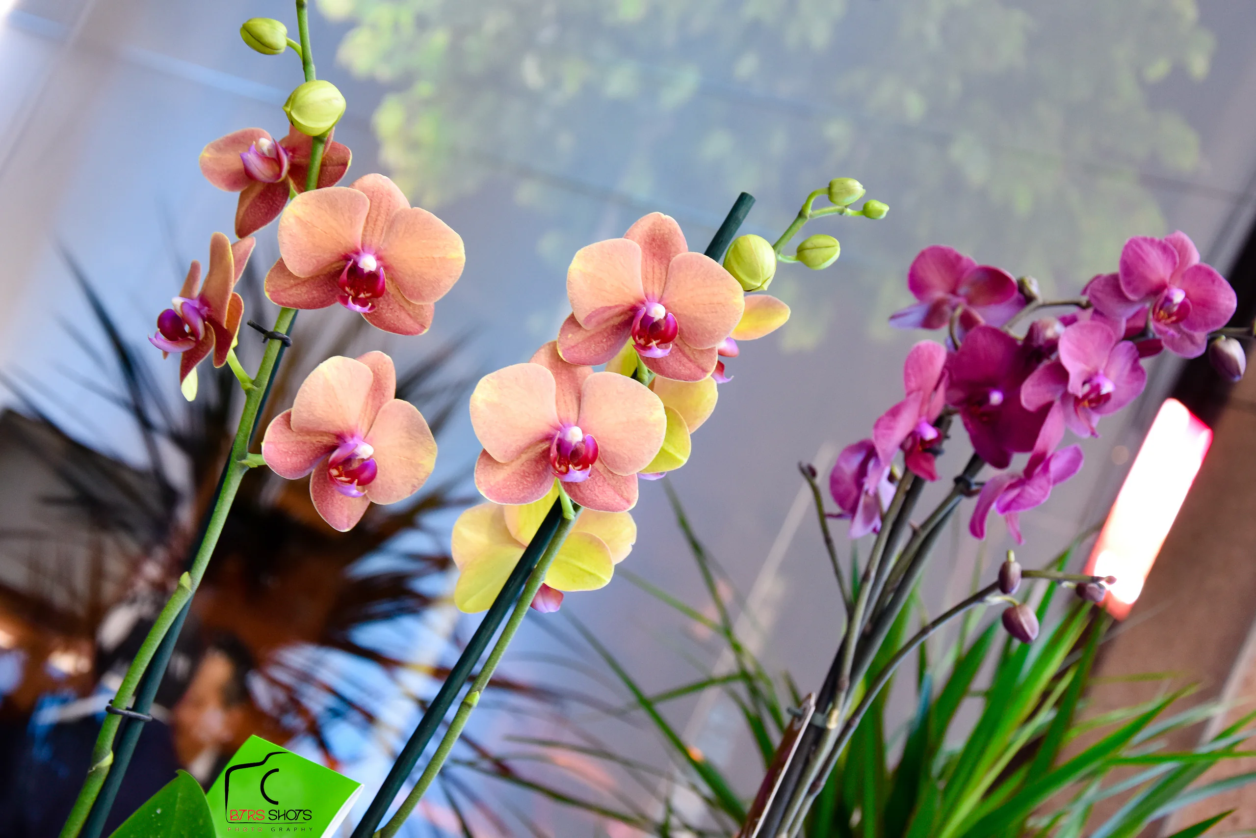 Closeup & Flowers photograph 54