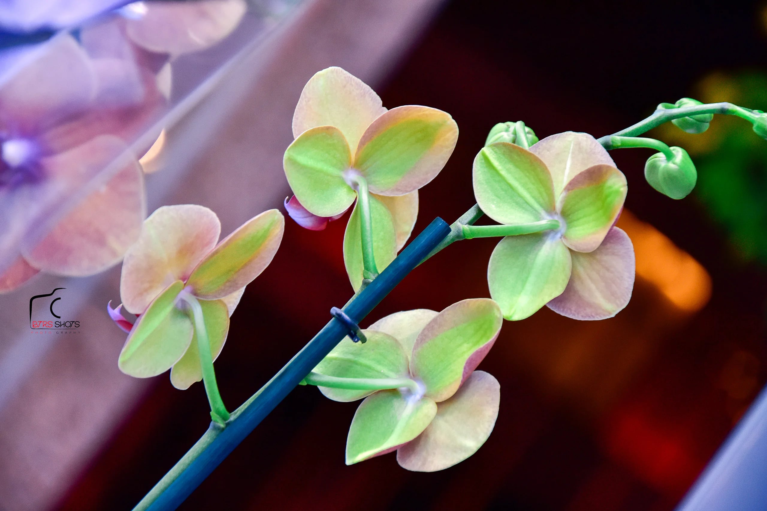 Closeup & Flowers photograph 55