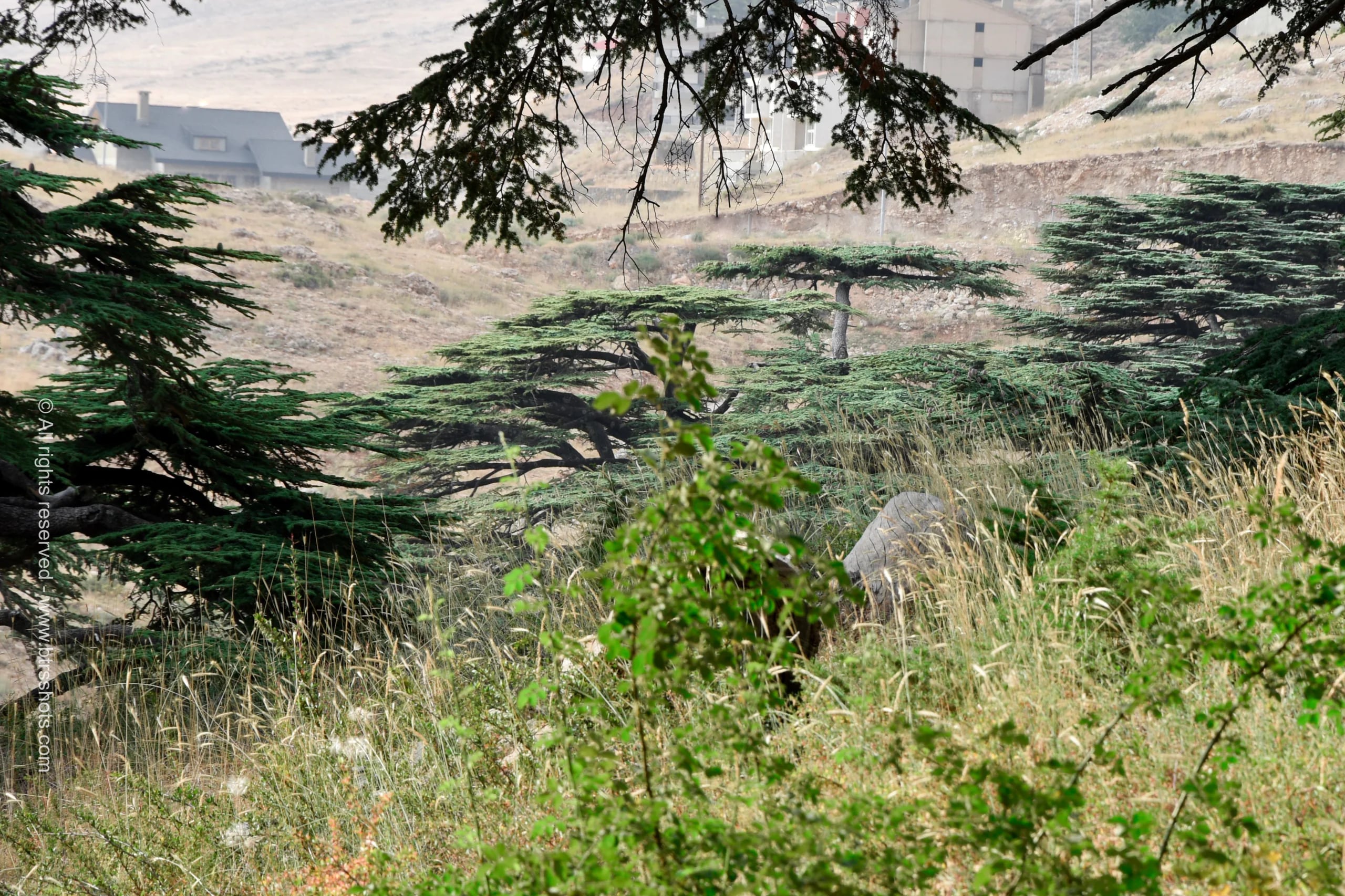 Nature & Landscapes photograph 25