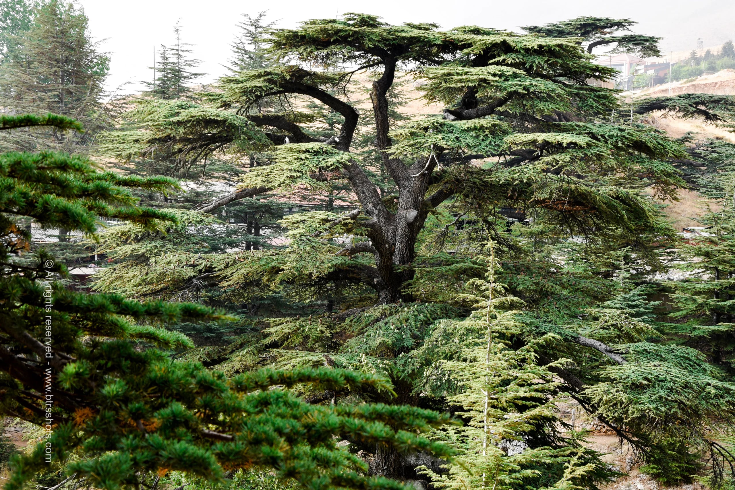 Nature & Landscapes photograph 28